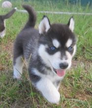 Free Adoption Blue Eye Siberian Husky Puppies ready to Go @(431) 302-3667