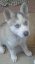 Free Adoption Blue Eye Siberian Husky ready to Go @(431) 302-3667