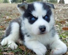 Free Adoption Blue Eye Siberian Husky ready to Go @(431) 302-3667