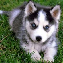 Free Adoption Blue Eyed Siberian Husky puppies @(431) 302-3667