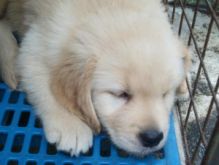 Two golden retriever puppies for adoption .