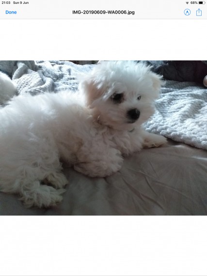 AWESOME PERSONALITY MALTESE PUPPIES FOR ADOPTION Image eClassifieds4u