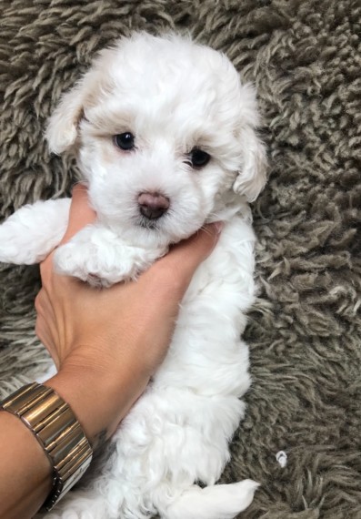 AWESOME PERSONALITY MALTESE PUPPIES FOR ADOPTION Image eClassifieds4u