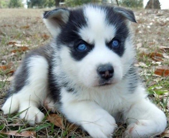 Free Adoption Blue Eye Siberian Husky ready to Go @(431) 302-3667 Image eClassifieds4u