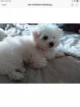 AWESOME PERSONALITY MALTESE PUPPIES FOR ADOPTION Image eClassifieds4U