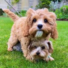 loving Cavapoo Puppies For Adoption