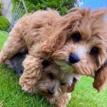 loving Cavapoo Puppies For Adoption