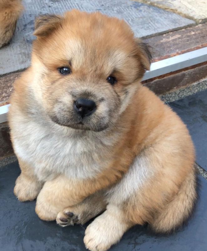 Blue Eye Chowsky Puppies ready to Go @(231) 525 -2183 Image eClassifieds4u