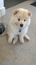 Free Adoption Blue Eye Chowsky Puppies ready to Go