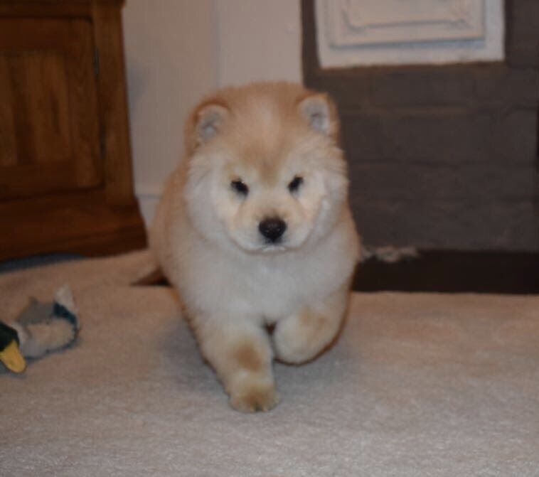 Free Adoption Blue Eye Chowsky Puppies ready to Go Image eClassifieds4u