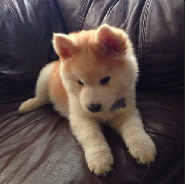 Free Adoption Blue Eye Chowsky Puppies ready to Go Image eClassifieds4u