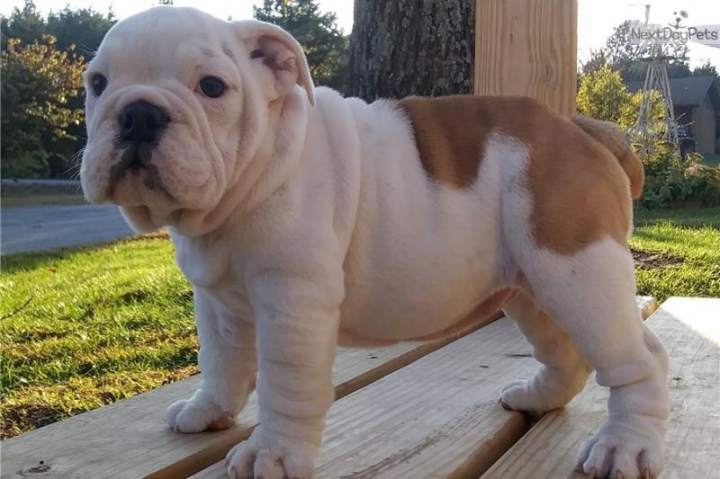 Gorgeous English Bulldog puppies available Image eClassifieds4u