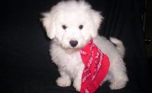 Adorable Bichon frise puppies for adoption