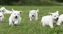 Adorable Golden Retriever puppies! @(231) 525 -2183