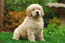 Adorable Golden Retriever puppies!