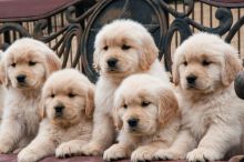 Adorable Golden Retriever puppies!