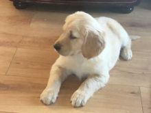 Awesome Golden Retriever Puppies Available