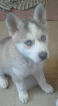 Free Adoption Blue Eyed Siberian Husky puppies TXT (431) 302-3667