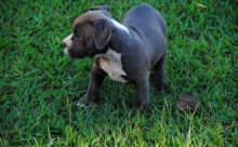 Blue Nose American Pit Bull Terrier Pups available