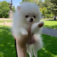 Cute Teacup Pomeranian puppies Available