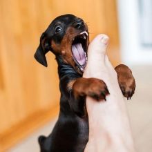 Excellence Dachshund Puppies Male and Female for adoption