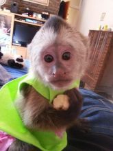 For Sale Capuchin Monkeys available ( ryaanchris@gmail com )