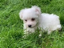 Gorgeous male and female Teacup Maltese Puppies.