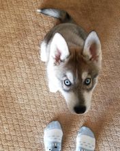 Healthy Siberian Husky Puppies Available Now