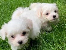 Male and female Maltese puppies For Adoption