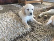 Purebred Golden Retriever Puppies Looking For New Home.