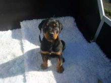 Rottweiler puppies with outgoing personalities