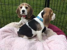 Wonderful Sweet Beagle Puppies male and female puppies for adoption
