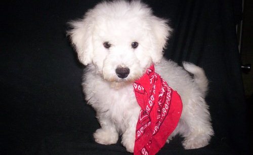 Adorable Bichon frise puppies for adoption Image eClassifieds4u