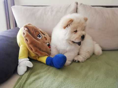 Adorable Chow Chow puppies Image eClassifieds4u