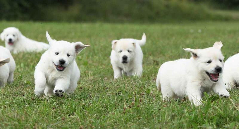 Adorable Golden Retriever puppies! @(231) 525 -2183 Image eClassifieds4u