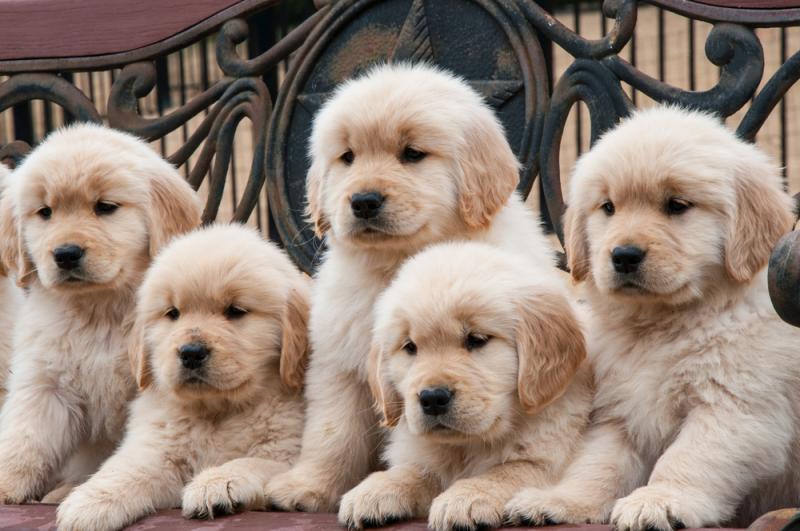 Adorable Golden Retriever puppies! @(431) 302-3667 Image eClassifieds4u