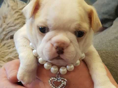 Amazing Boston terrier puppies available. Image eClassifieds4u