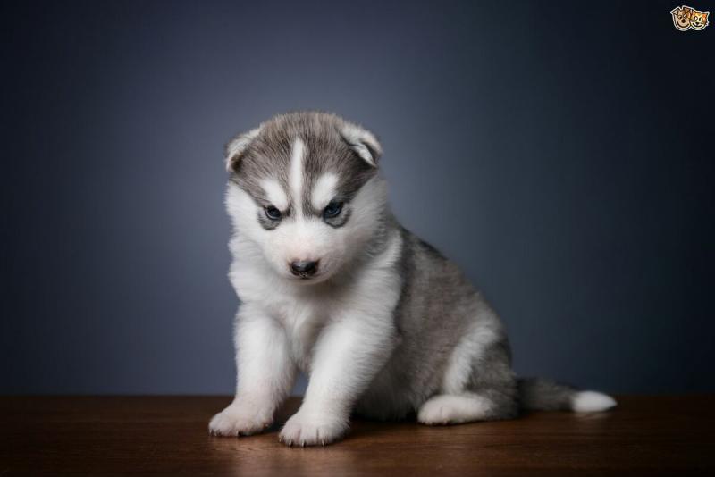 Free Adoption Blue Eye Siberian Husky puppies ready to Go @(431) 302-3667 Image eClassifieds4u