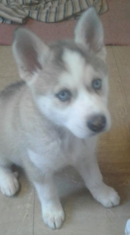 Free Adoption Blue Eyed Siberian Husky puppies TXT (431) 302-3667 Image eClassifieds4u