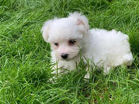 Gorgeous male and female Teacup Maltese Puppies. Image eClassifieds4u
