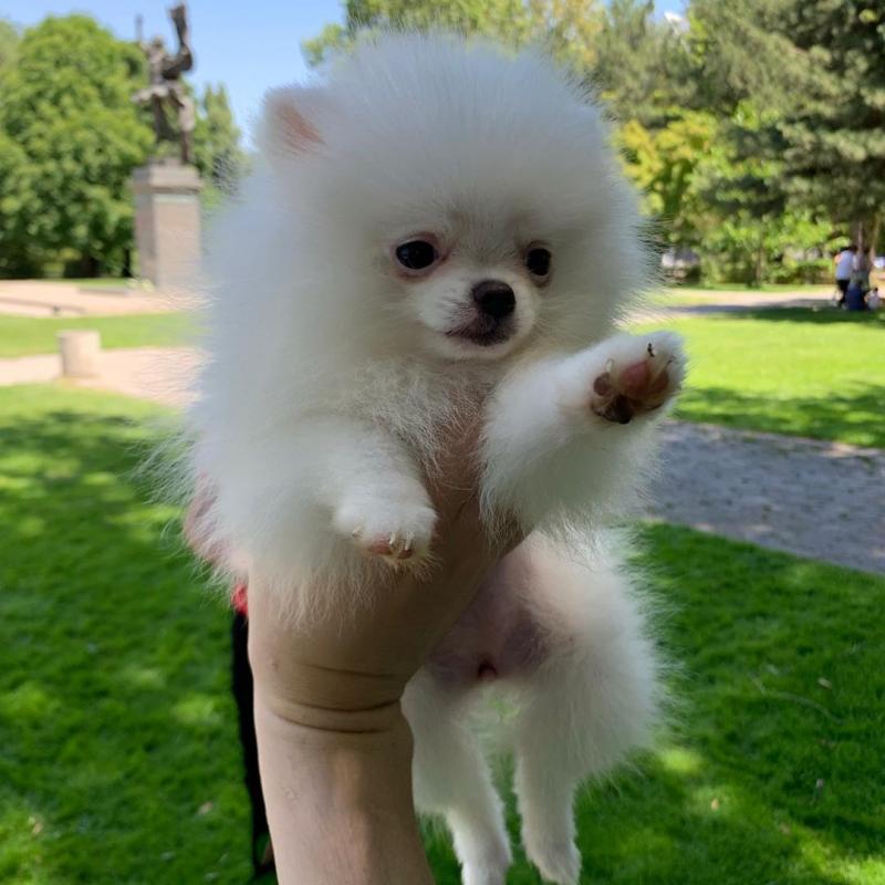 Joyful Pomeranian Puppies male and female puppies for adoption Image eClassifieds4u