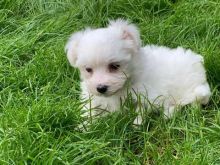 Gorgeous male and female Teacup Maltese Puppies. Image eClassifieds4U