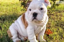 Super Adorable English Bulldog Puppies Image eClassifieds4U