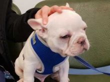 Top Class French Bulldog Puppies Available Image eClassifieds4U