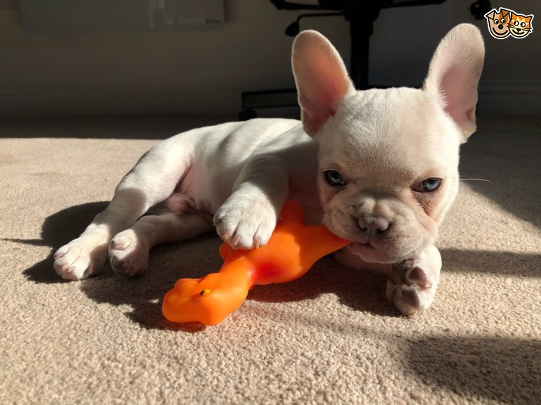 we have available 2 French Bulldogs puppies. Image eClassifieds4u