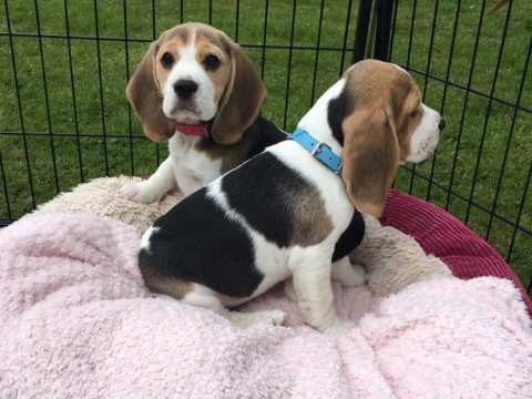 Wonderful Sweet Beagle Puppies male and female puppies for adoption Image eClassifieds4u