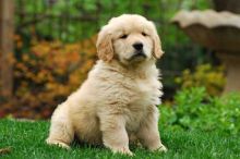 Golden Retriever Puppies w/ vaccinations! @(431) 302-3667