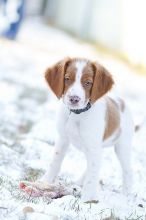 Adorable Brittany Spaniel puppies! @(431) 302-3667