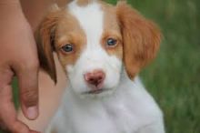 Adorable Brittany Spaniel puppies! @(431) 302-3667