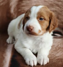 Adorable Brittany Spaniel puppies! @(431) 302-3667